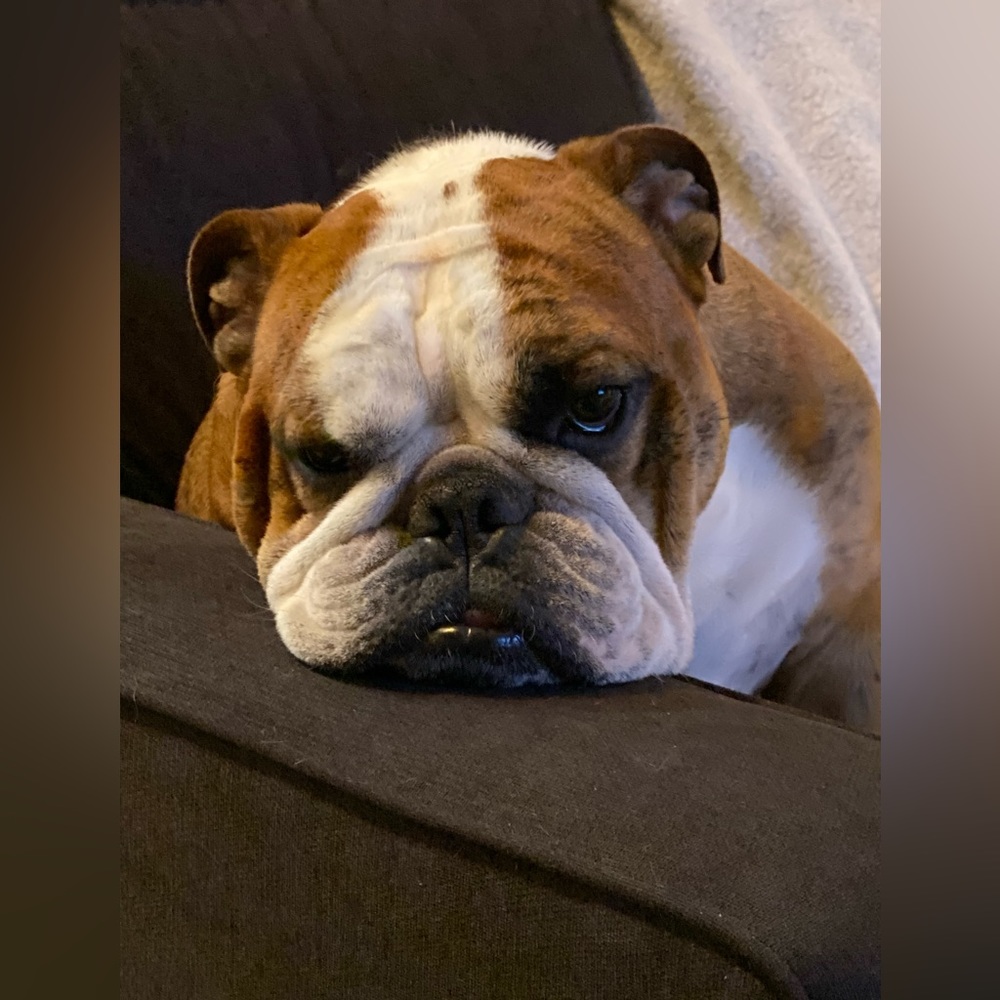 Meet your Posher, Mia - Picture 6 of 16